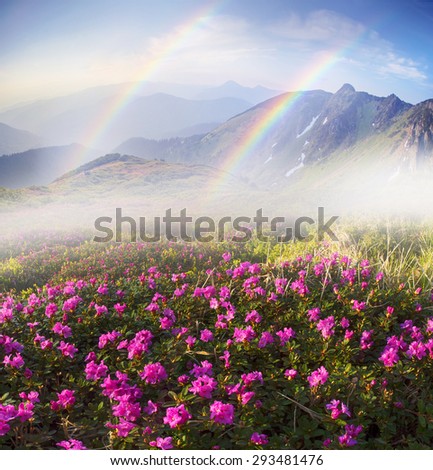 High in Ukraine - on the background of Mount Marmarosh in Transcarpathia, when the snow melts becomes warmer - in May and June the rhododendrons bloom is fantastic fantastically beautiful
