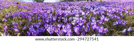 Spring, alpine villages and mountain meadows bloom  carpet fantastic fabulous flowers - crocus, shafrany.Oni born immediately after the snow in March and April and delight people look for their beauty