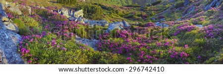 Alpine meadows in the spring, in May Chornogory decorated with bright beautiful mountain rododendronov- colors- pink scarlet roses  purple rising above the forest among the rocks, moss creeping shrubs