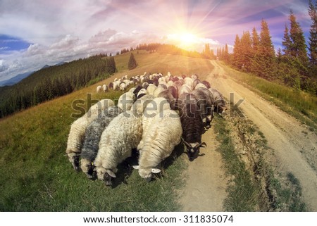 High in the mountains at sunset shepherds graze cattle among the panorama of wild forests and fields of the Carpathians. Sheep provide wool, milk and meat for agriculture