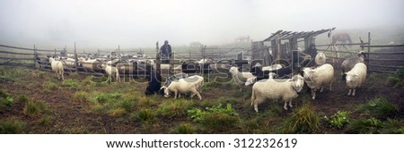 Ukraine, Vorohta- July 28, 2015: High in the mountains of the shepherds of the Carpathians - Hutsuls milk sheep. Special paddock with shelter for people. Milked only men behind the fence - the horses.