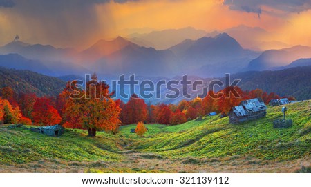 High in the mountains located Gutsulschiny tract with ancient village of shepherds, where shepherds live in the summer, cows and horses, and there is no one in the fall, only gold slopes forests