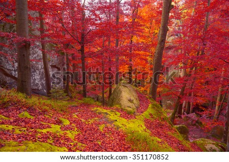 On the highland forests of the Carpathians in Ukraine comes the golden autumn with its fantastic colors, covering forest and poloniny.Krasnye and orange, purple beech forests are very beautiful colors