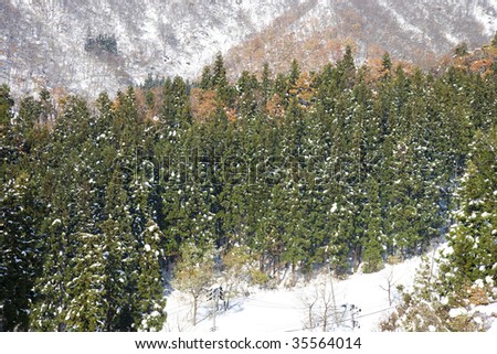 Beautiful view of snow-mountain trees