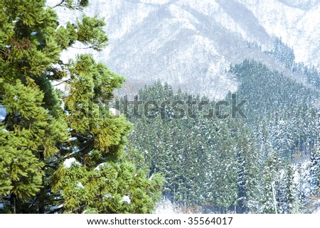 Beautiful view of snow-mountain trees
