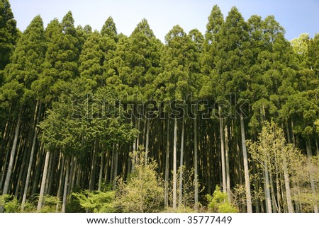 NATURE IMAGE-beautiful ceder trees with blue sky