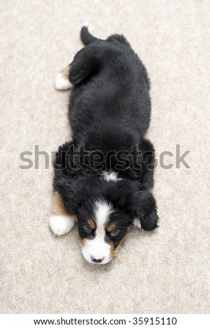A lovely puppy lying on the floor