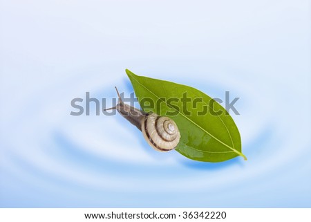 LIFE IMAGE-a lovely snail and leaf on the water