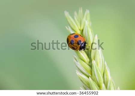 LIFE IMAGE- close-up shot of a lovely ladybug