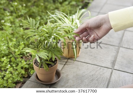 The lady who touches the green plant in the garden.