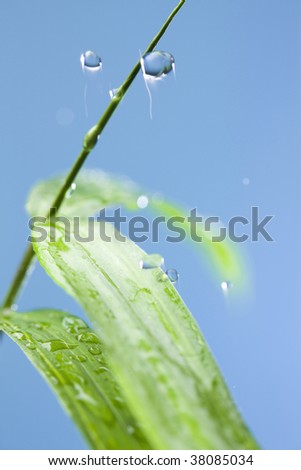 A drop of water jumps from a leaf of fresh green.