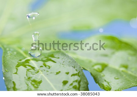 A drop of water is dripped in a leaf of fresh green.