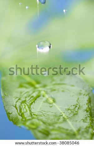 A drop of water is dripped in a leaf of fresh green.