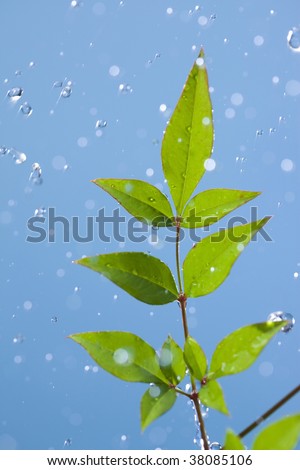Some drops of water jumps from a leaf of fresh green.