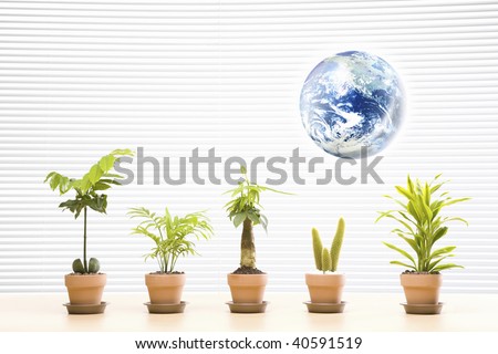 The ornamental plant which stands in line and globe image.