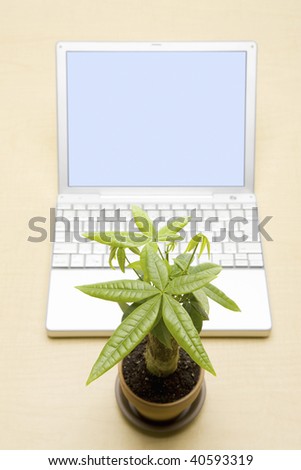 Laptop computer and ornamental plant.
