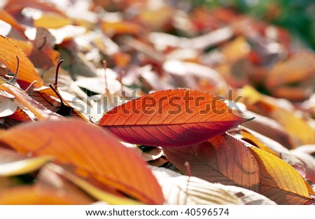 The fallen leaf spread in the ground.