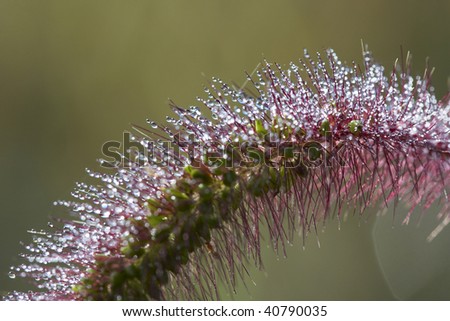Close up shot of fox-tail grass and nature background.