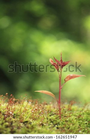The sprout of moss and a cherry tree