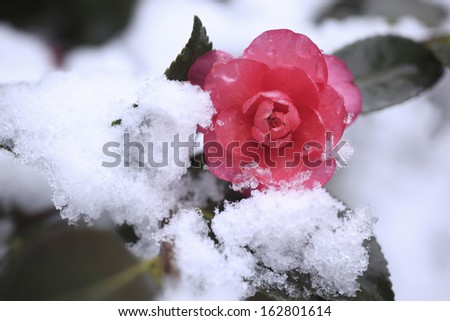 It is fresh snow to the flower of a camellia.