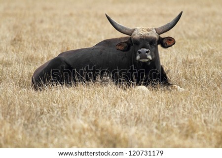 gayal lying with beautiful horns