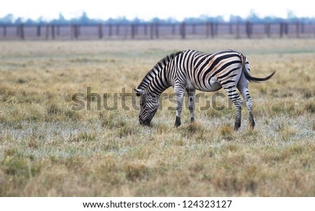 Zebra grazing in the steppe