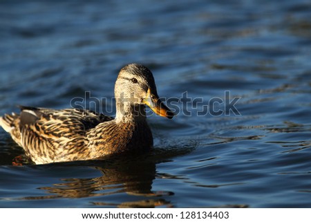 Portrait of a females of duck on the water-4