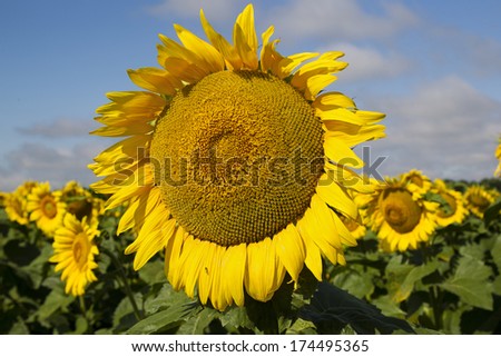 Big beautiful sunflower on the background a blue sky with clouds