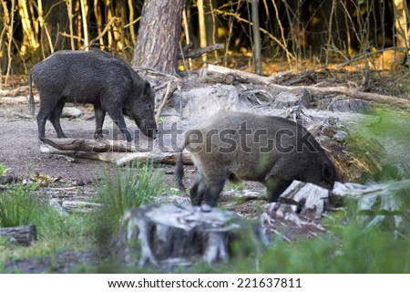 Two wild boar searching for food, a wild boar in the foreground blurred
