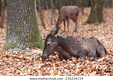 Deer with their heads down lying in the woods on a background of other deer