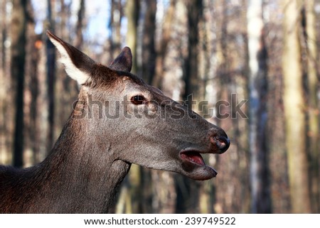 Close portrait of a deer with his mouth open
