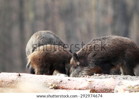 Group boars dig the sand in search of food