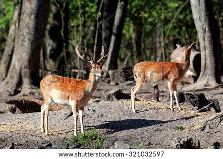 Two male and female deer standing in the woods