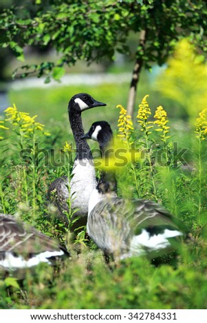 Beautiful black and white geese in the wild nature