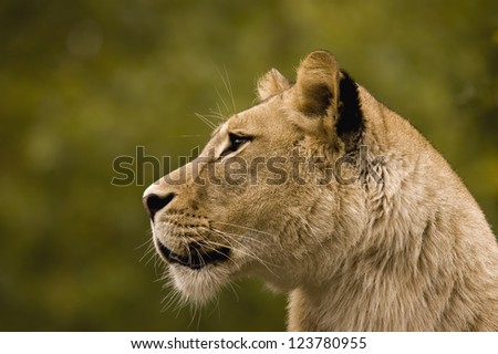 Female Lion. Head of a female lion.