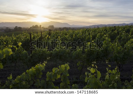 Northern California Sunset and Vineyard