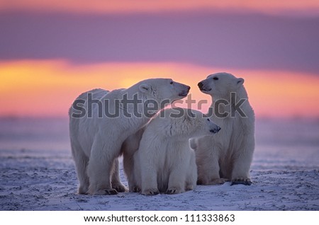 Polar bear family in Canadian Arctic sunset.