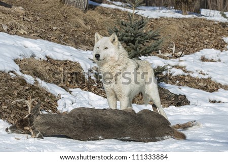 Alpha female of wolf pack over prey