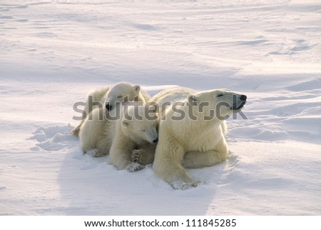 Polar bear with her twin cubs in the Canadian Arctic