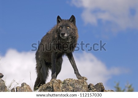 Black timber wolf on a Montana ridge