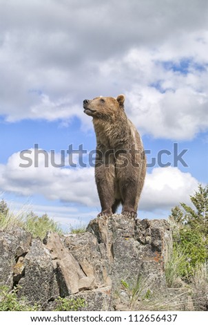Grizzly bear standing on Montana ridge