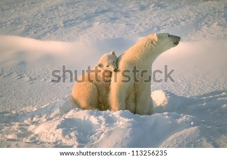 Polar bear with her cub in Canadian Arctic