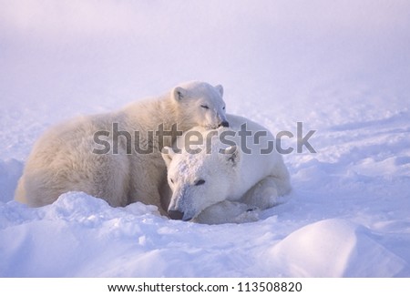 Polar bear with her cub. Canadian Arctic