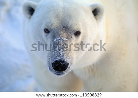 Polar bear closeup head shot