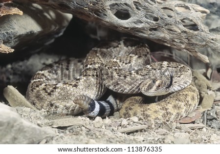Western diamondback rattlesnake showing flicking tongue and rattle