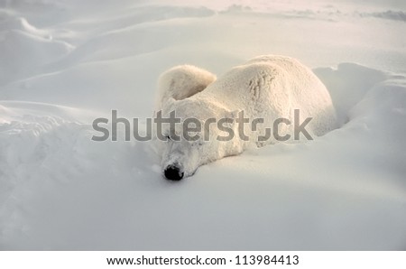 Polar bear sleeping through Arctic storm
