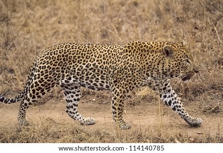 Male leopard patrolling his territory.South Africa game reserve