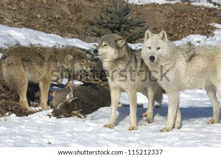 Wolf pack with their kill