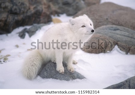 Arctic fox sitting on rock