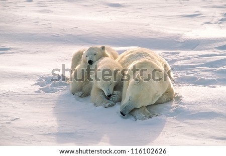 Polar bear with cubs sleeping on Arctic tundra